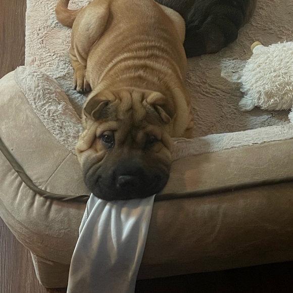 π¨π¨ Chruma Nation is Live π¦ Join Us for Chaos and Fun π¨π¨ - Picture 4 of 5